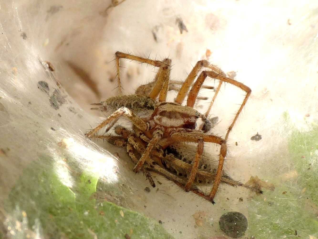 Agelena labyrinthica, accoppiamento - S.Teresa Gallura (OT)